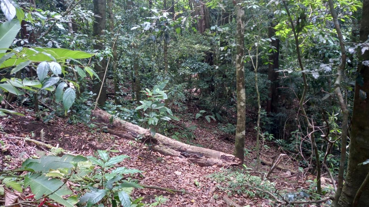 Finca Pantera Hotel Monteverde Luaran gambar